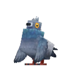 Pigeon