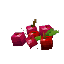 Plant Fruit Berries Red